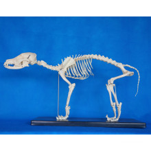 High Quality Animal Dog Skeleton Model for Biology Teaching (R190112)